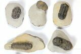 Lot: Assorted Devonian Trilobites - Pieces #119925-2